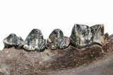 Fossil Cave Hyena (Crocuta crocuta spelaea) Mandible - Siberia #269615-3